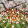 Melocactus oreas