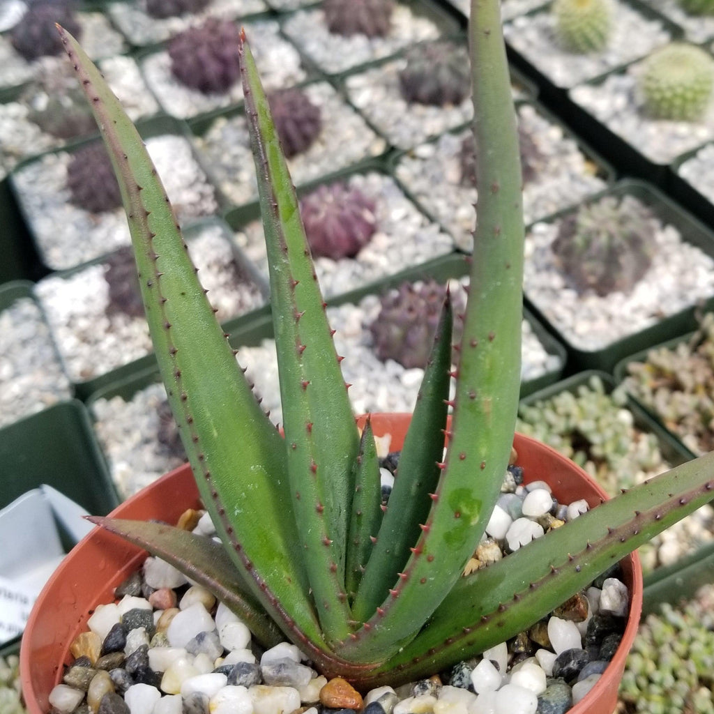 Aloe wickensii