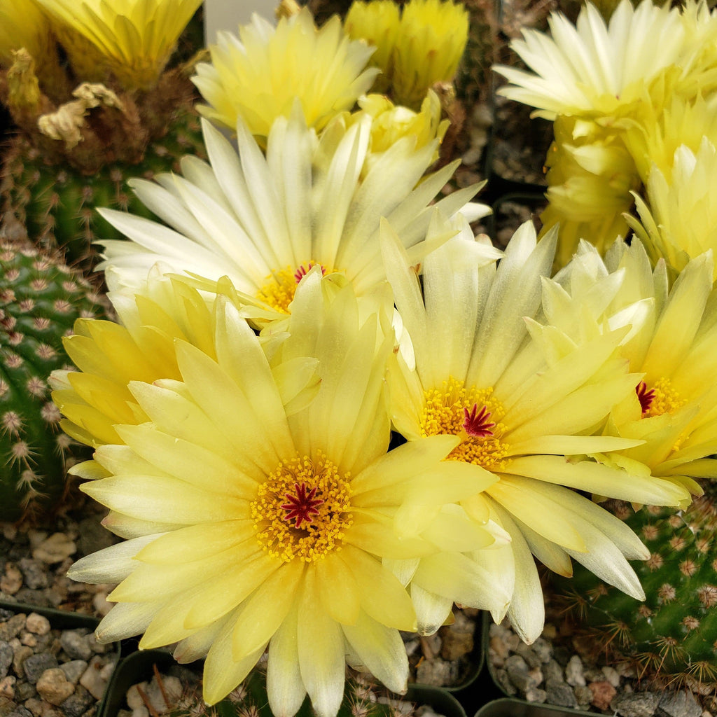 types of cactus with yellow flowers Sun Cup 'Notocactus agnetae'
