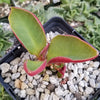 Monadenium spectabile