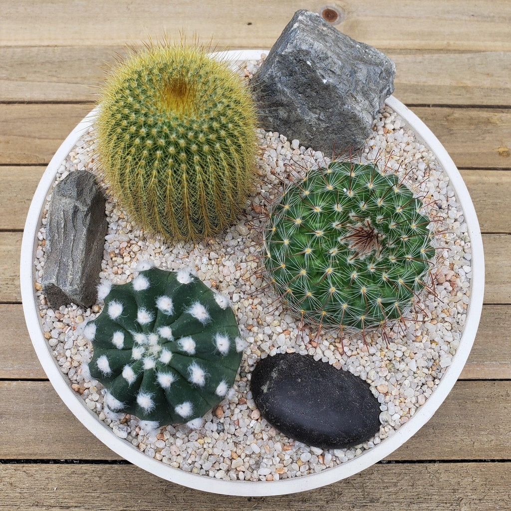 3 Cacti Capri DIY Kit