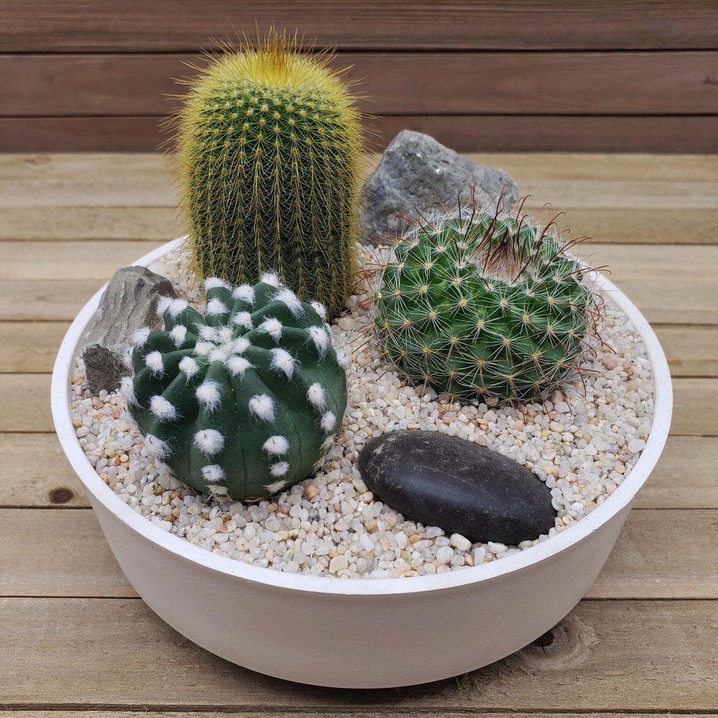 3 Cacti Capri DIY Kit