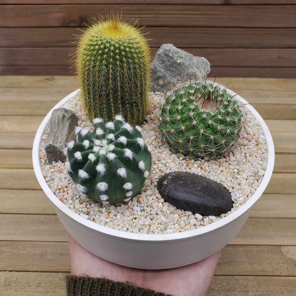 3 Cacti Capri DIY Kit
