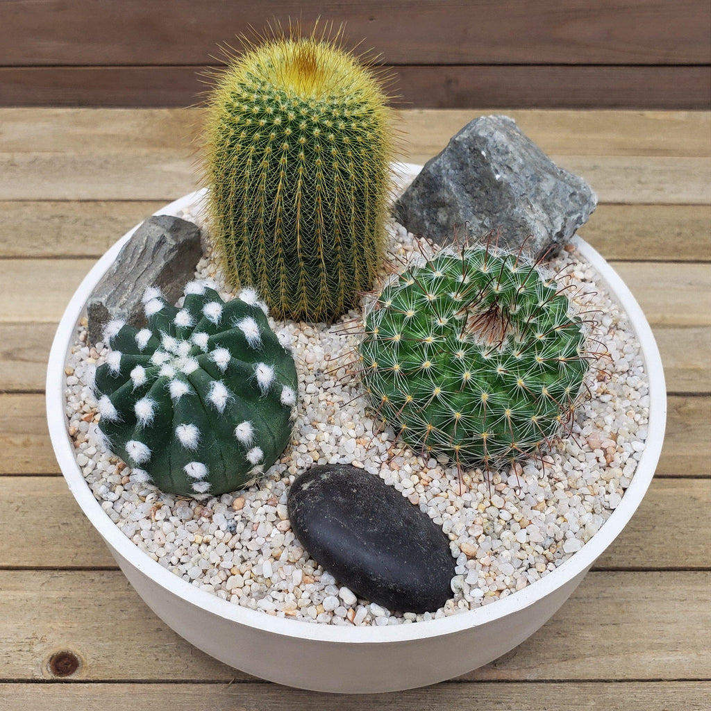 3 Cacti Capri DIY Kit