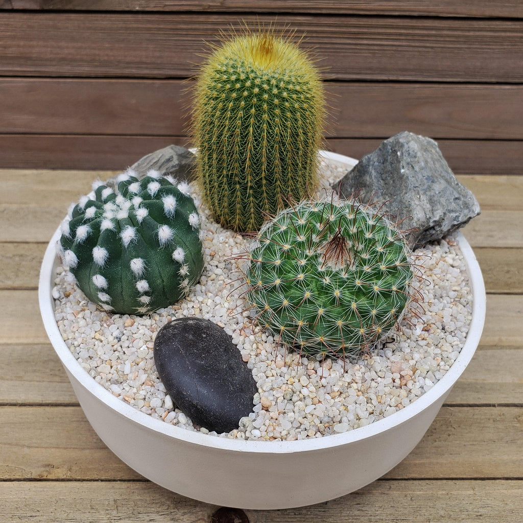 3 Cacti Capri DIY Kit