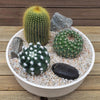 3 Cacti Capri DIY Kit