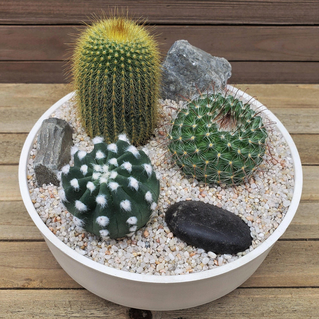 3 Cacti Capri DIY Kit