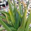 Climbing Aloe – Aloe ciliaris