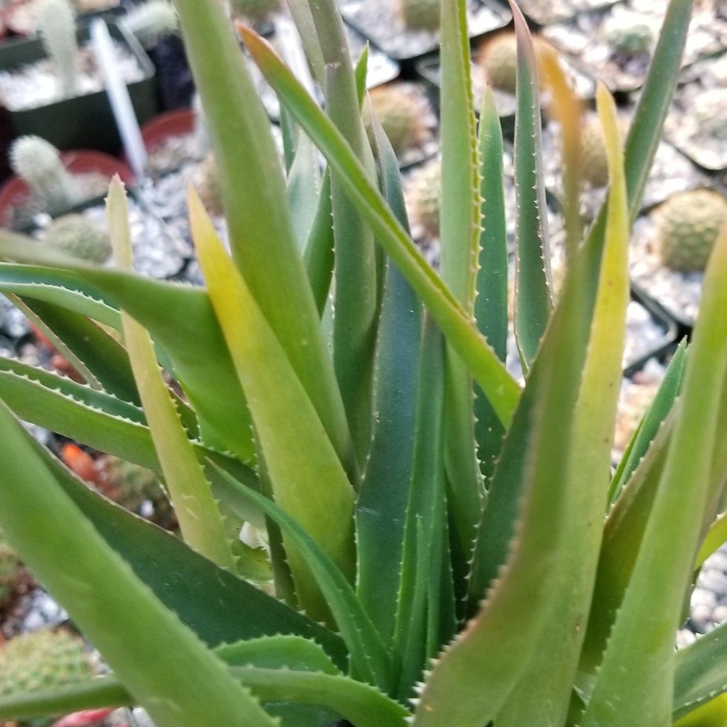 Climbing Aloe – Aloe ciliaris