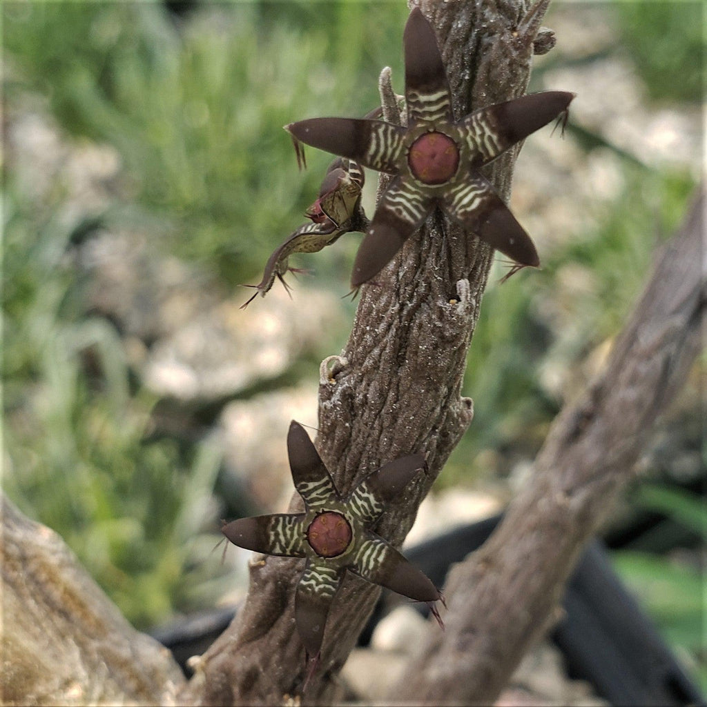 Rhytidocaulon macrolobum