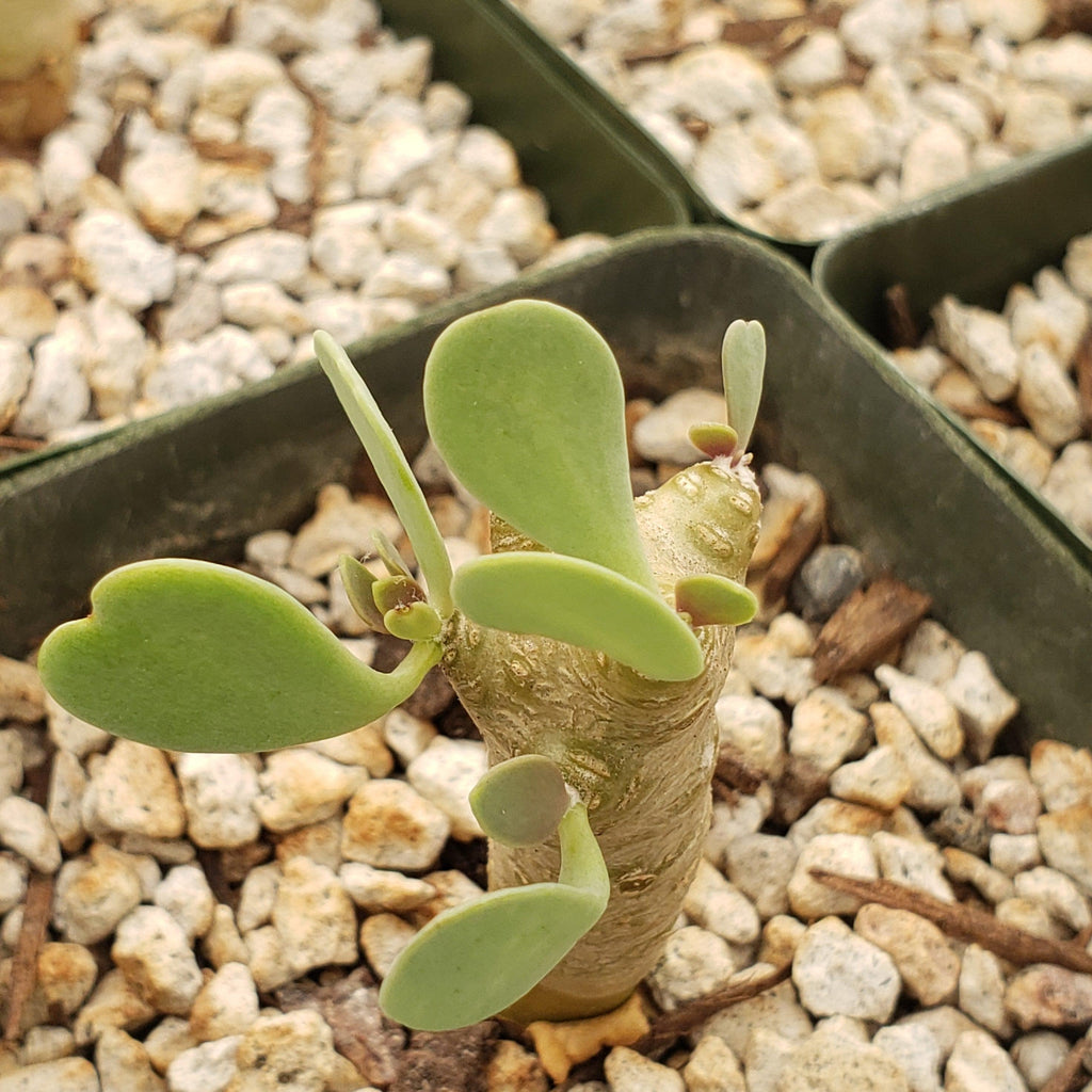 Othonna euphorbioides