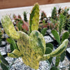 Sunburst Prickly Pear - Opuntia cochenillifera variegata Cutting