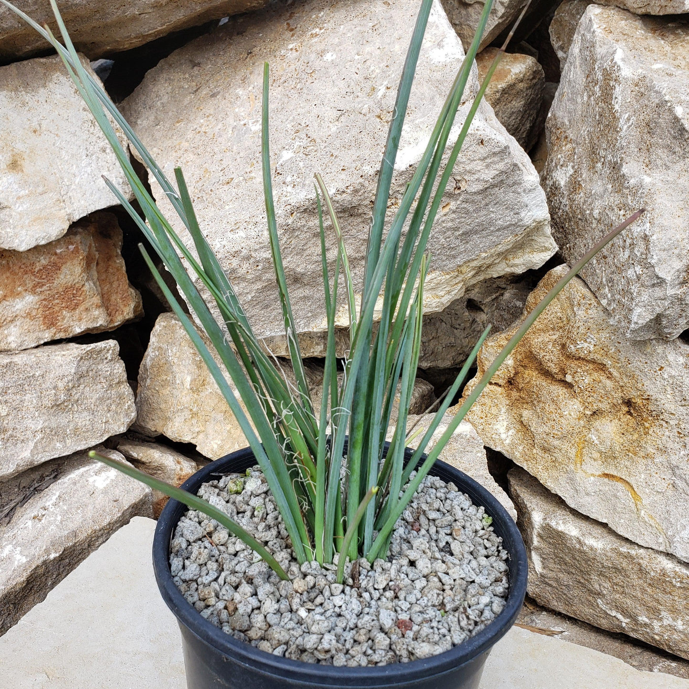 can red yucca grow in a pot Buy 'Red Yucca - Hesperaloe parviflora' Online
