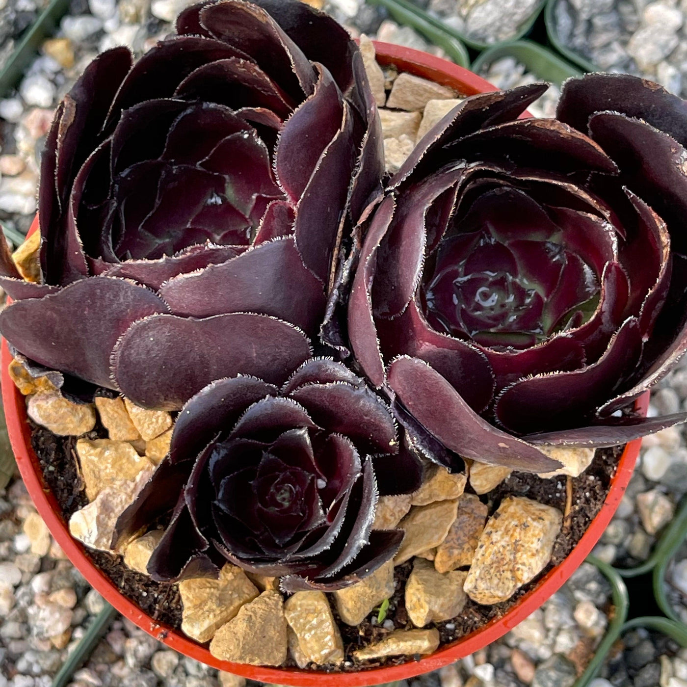 purple rose succulent Purple Rose 'Aeonium arboreum Atropurpureum'- Shop Online at Planet Desert