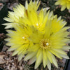 Gymnocalycium dopianum