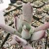 Cotyledon white sprite