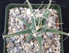 Leuchtenbergia principis