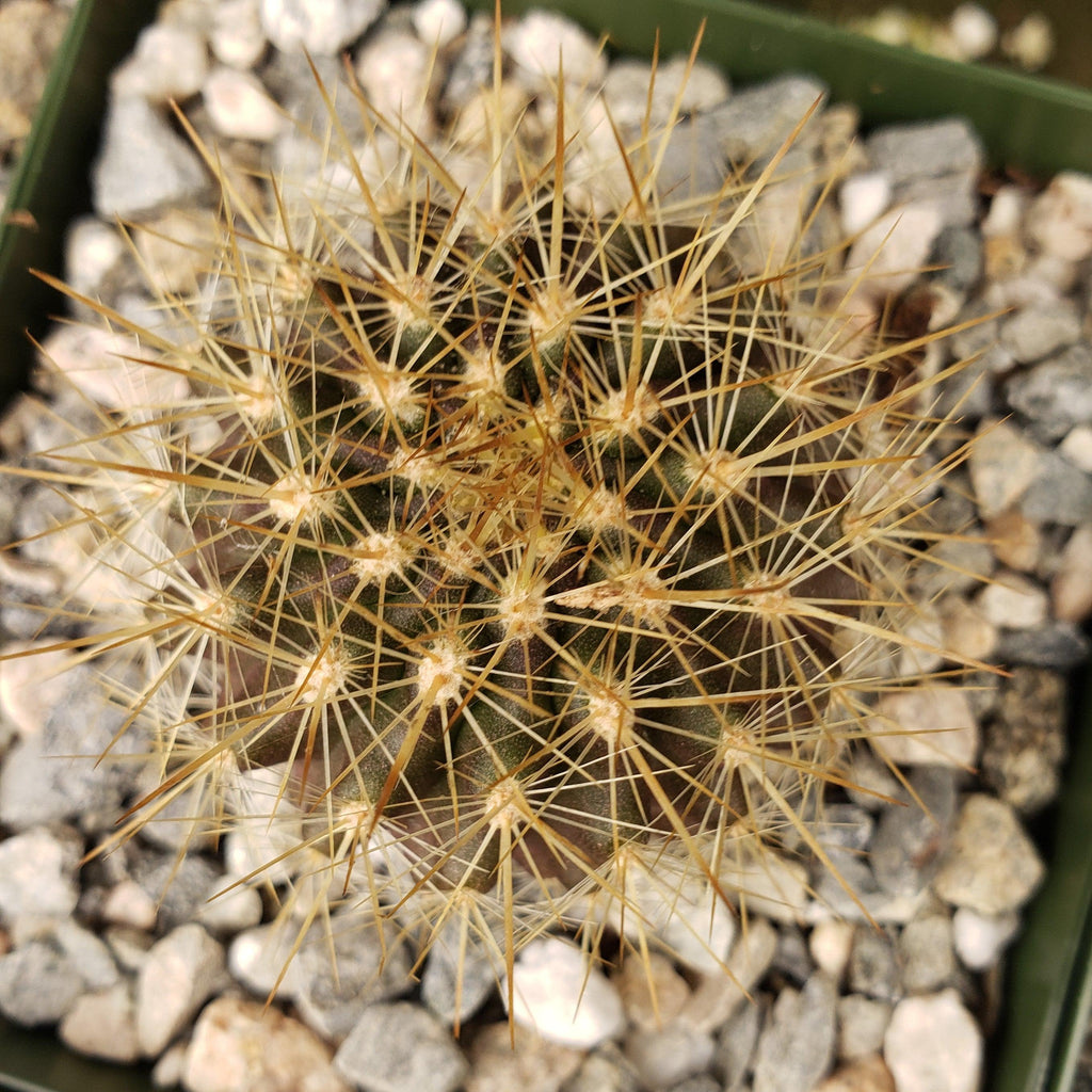 Neochilenia chilensis flaviflora