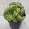 Echinopsis minima cristata