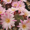 Rebutia Narvaecensis