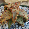 Aloe castilloniae