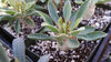 Elephants Trunk Plant - Pachypodium namaquanum