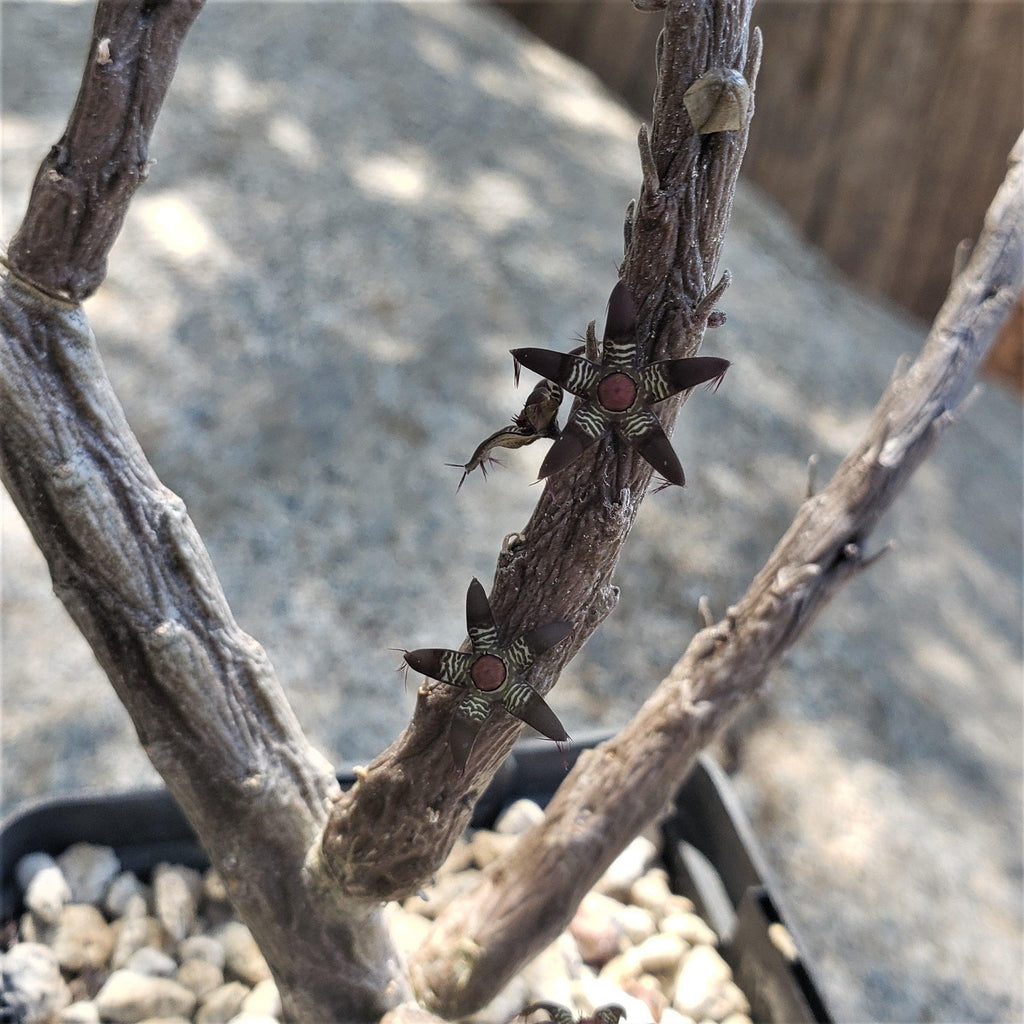 Rhytidocaulon macrolobum