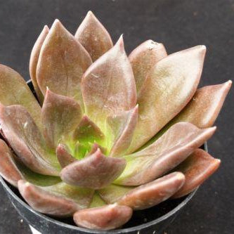 black prince succulent propagation Echeveria 'Black Prince' | Fast-growing Plant