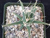 Leuchtenbergia principis