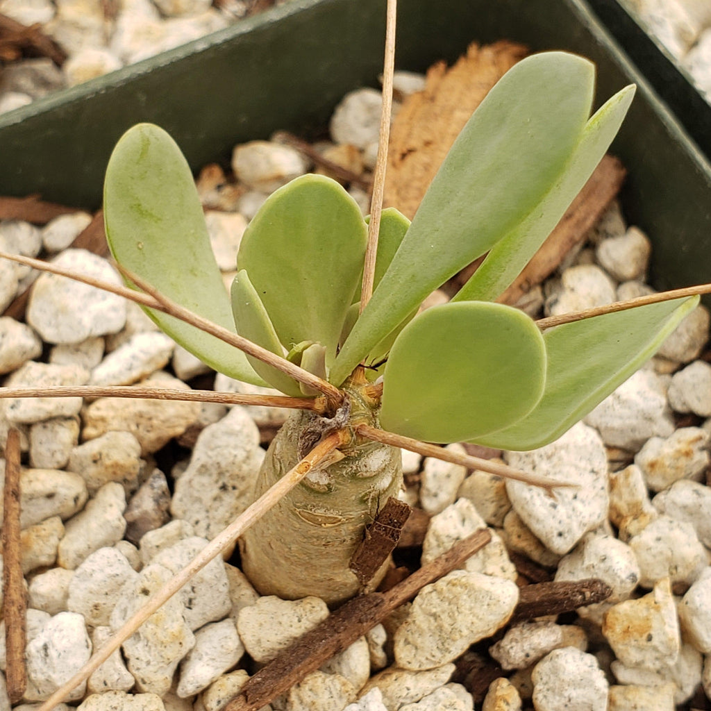 Othonna euphorbioides