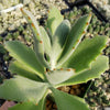 Kalanchoe Beharensis Roseleaf