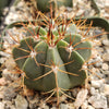 Melocactus concinnus