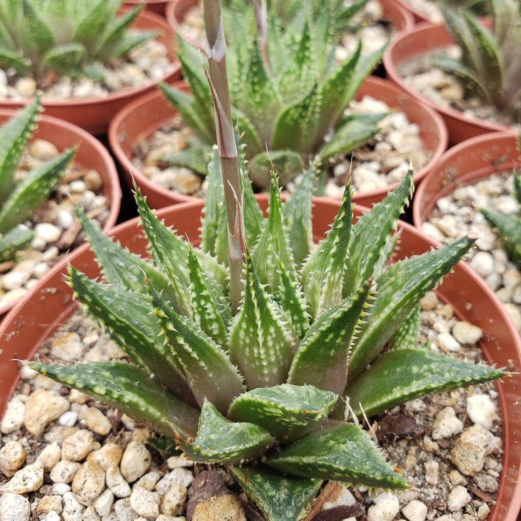 Haworthia guttata