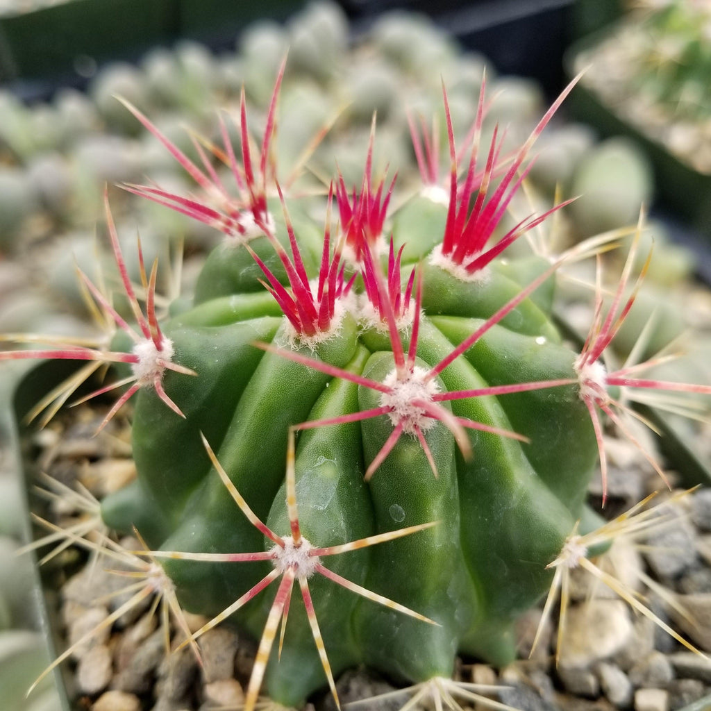 Ferocactus stainesii v. pilosus