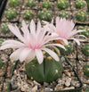 Gymnocalycium buenekeri