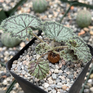 succulent geranium Shop 'Pelargonium barklyi' Care and Growing Guide