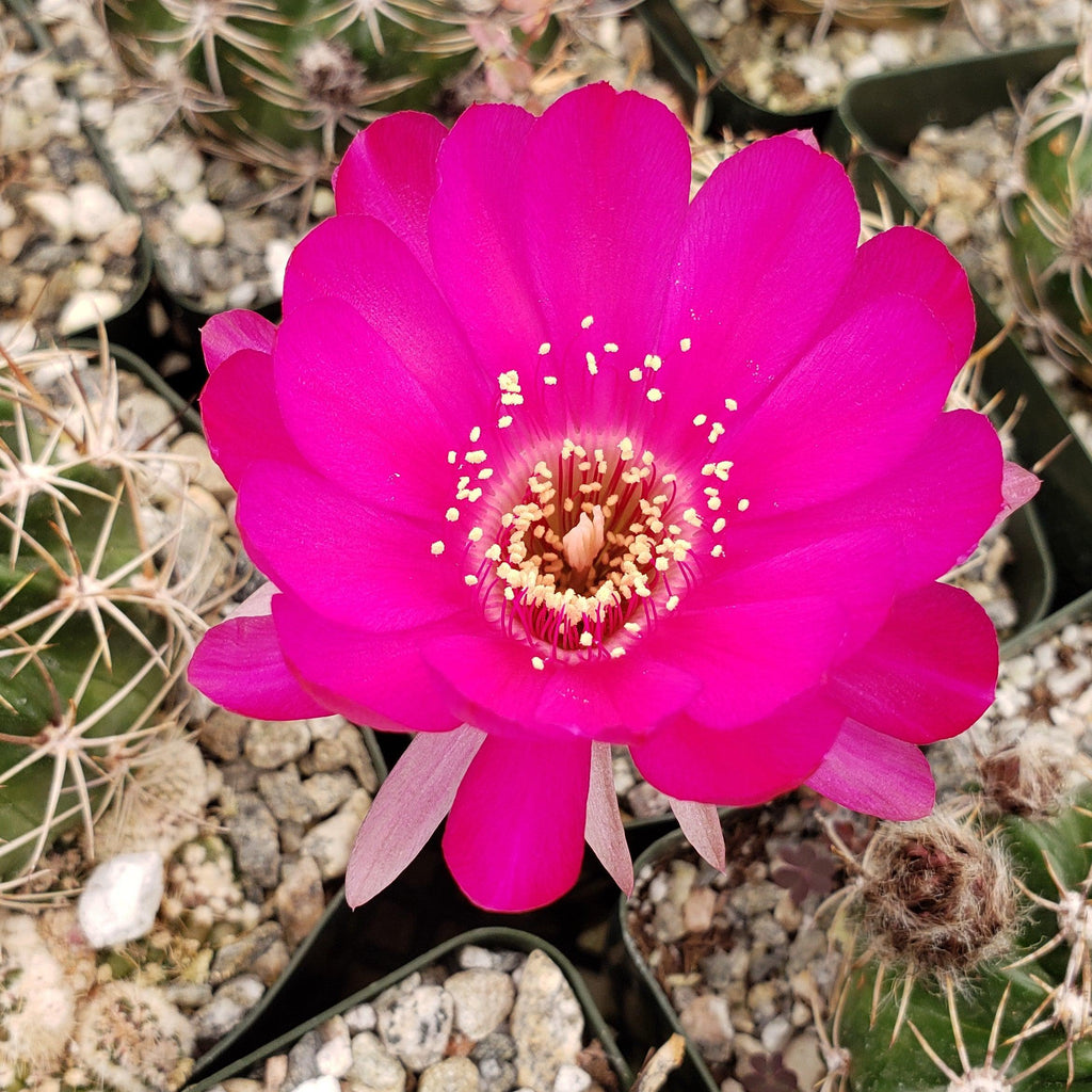 Sulcorebutia mentosa