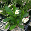 Crown of Thorns Plant &