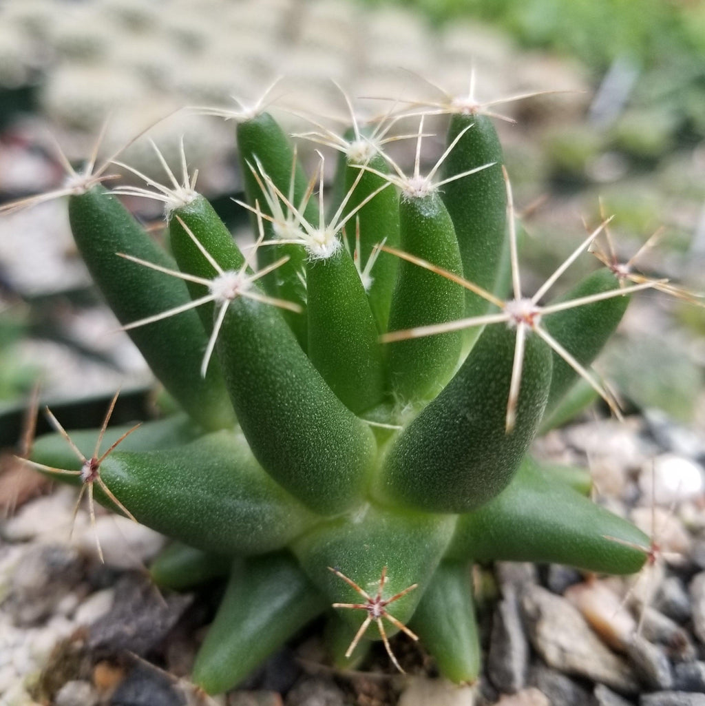 Mammillaria uberiformis