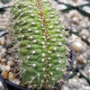 Trichocereus thelegonus Cristata