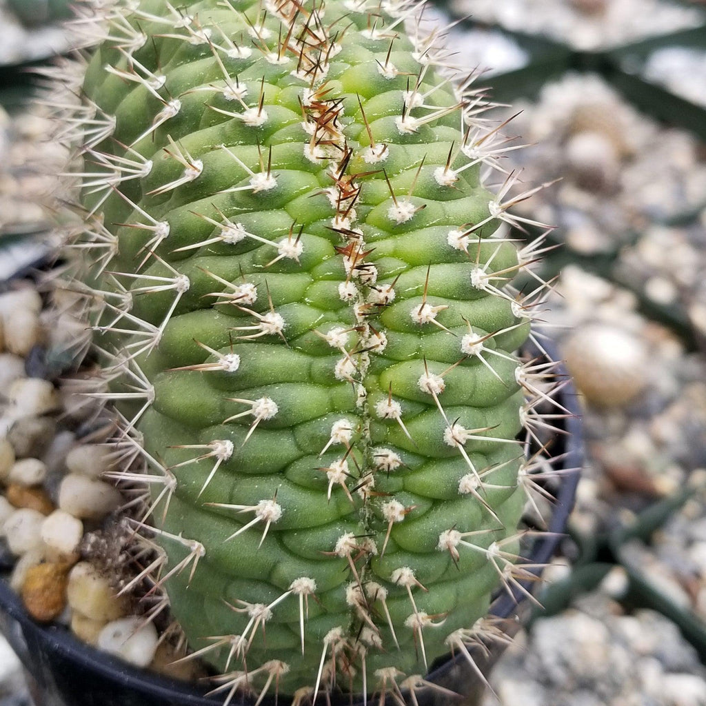 Trichocereus thelegonus Cristata