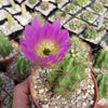 Echinocereus Enneacanthus Strawberry Cactus