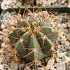 Melocactus concinnus