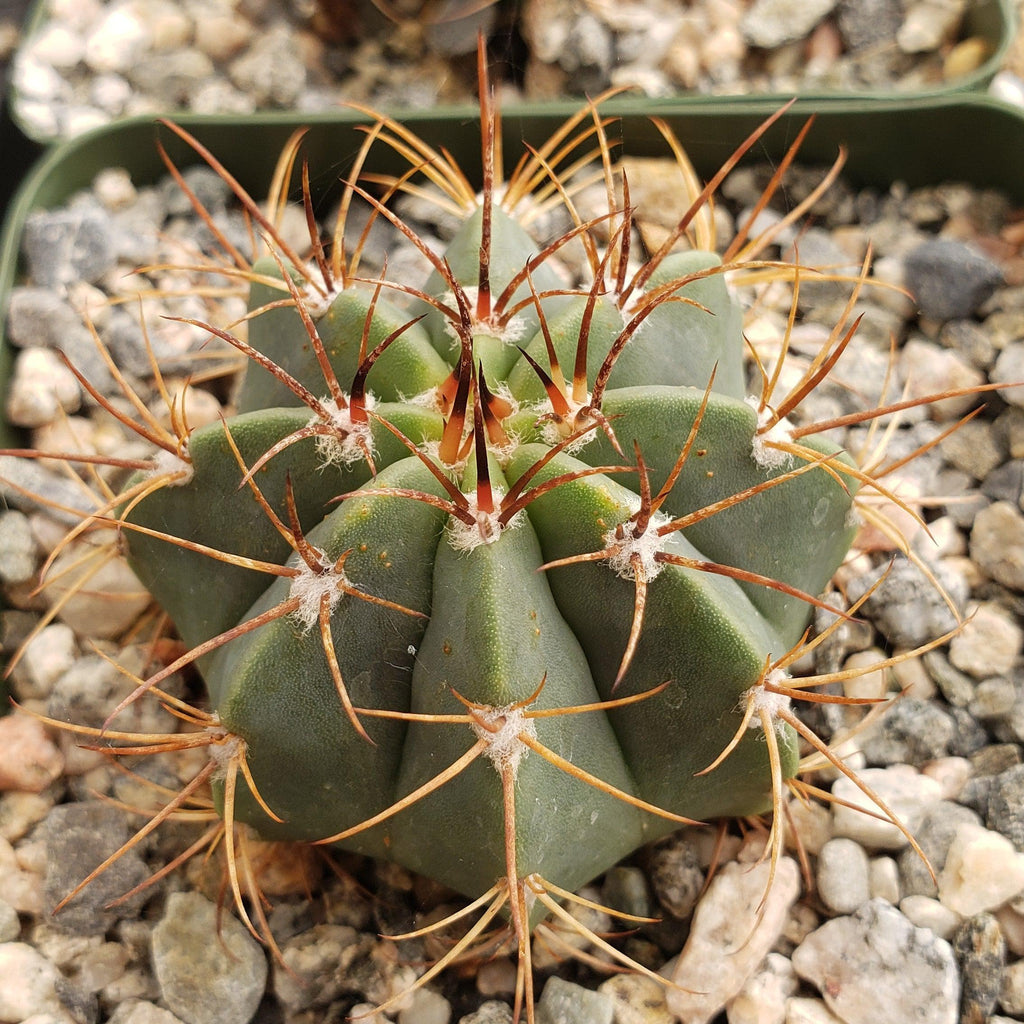 Melocactus concinnus