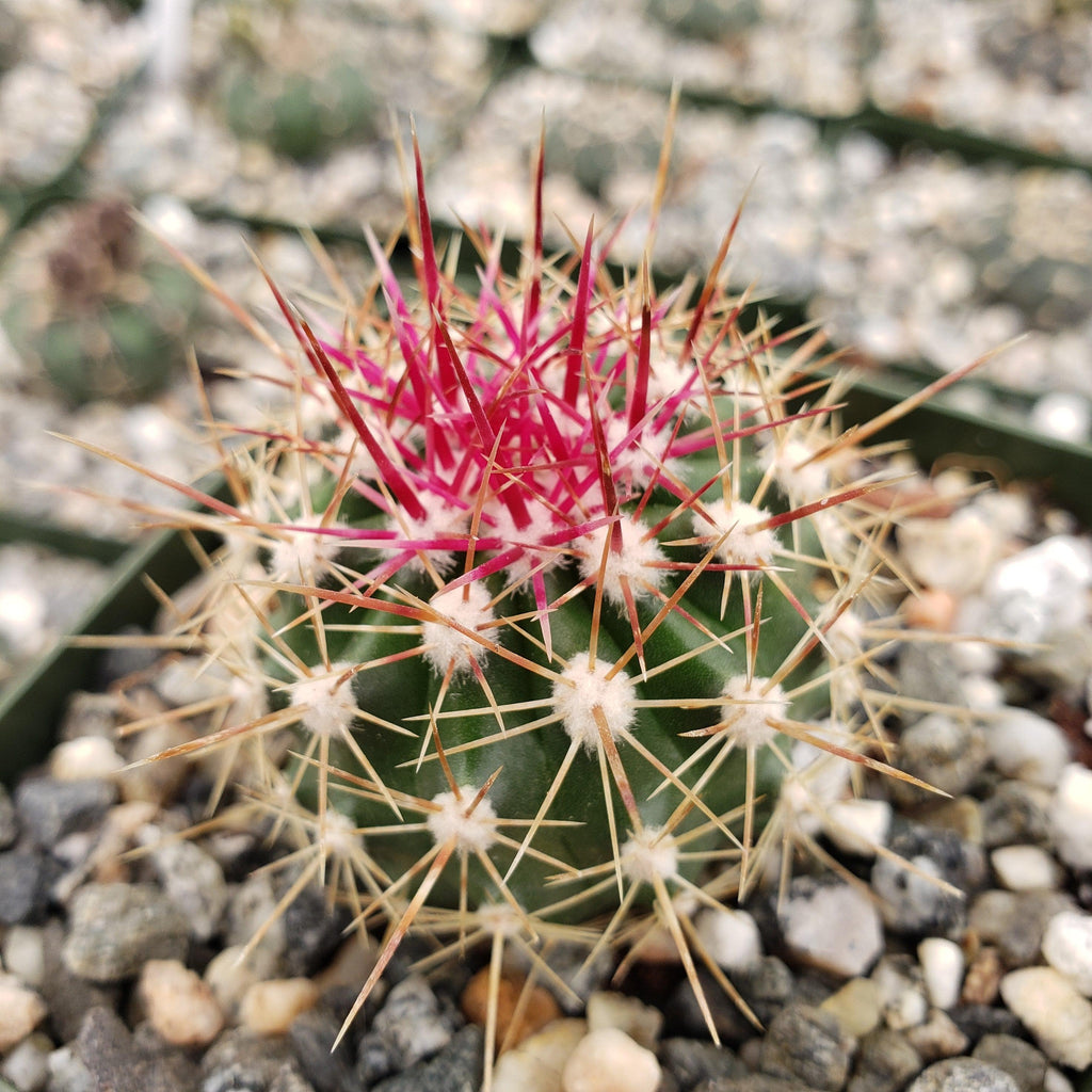 Ferocactus pottsii alamosanus