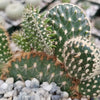 Opuntia parryi serpentina cristata