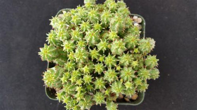 Euphorbia monstrose