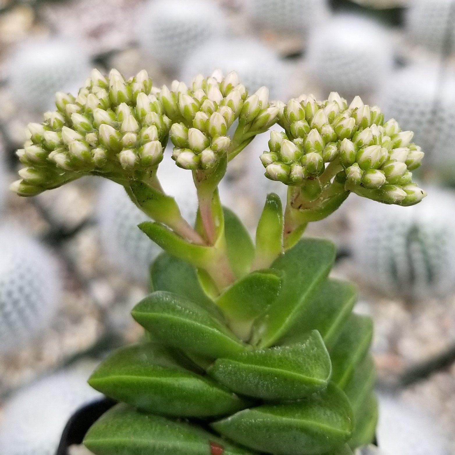 silver springtime succulent Crassula Spring Time