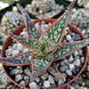 Aloe Hybrid