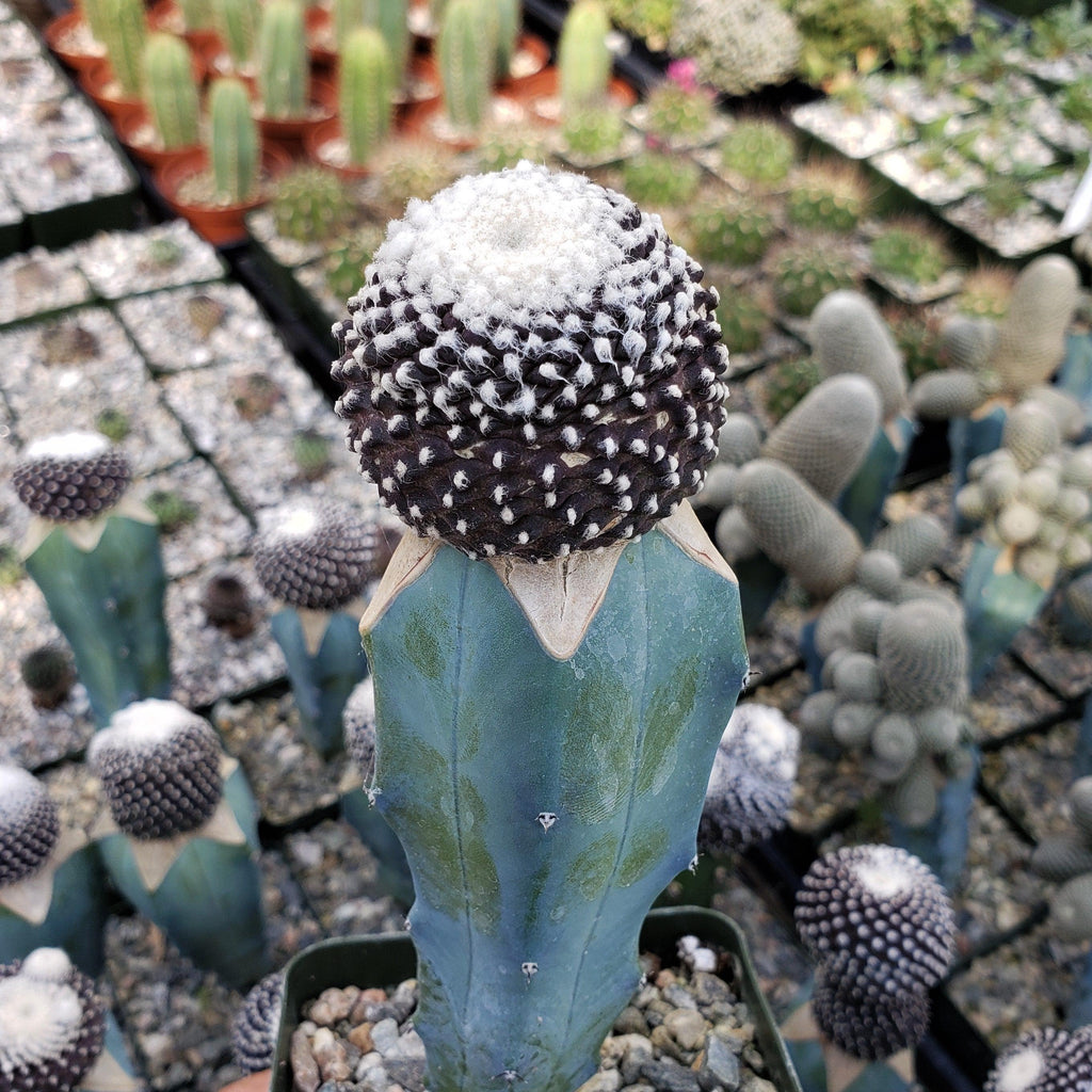 Copiapoa tenuissima grafted Large